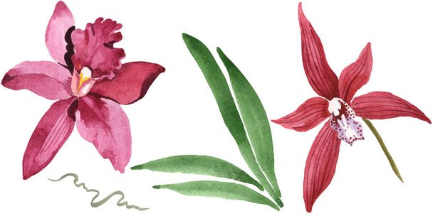 Marsala Orchideen mit grünen Blättern isoliert auf weiß. Aquarell Hintergrund Illustration Set.  - Foto, Bild