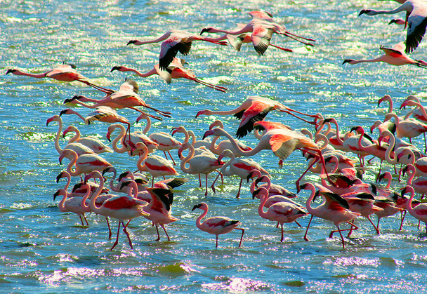 Bellissimi fenicotteri rosa africani sorvolano il mare
 - Foto, immagini