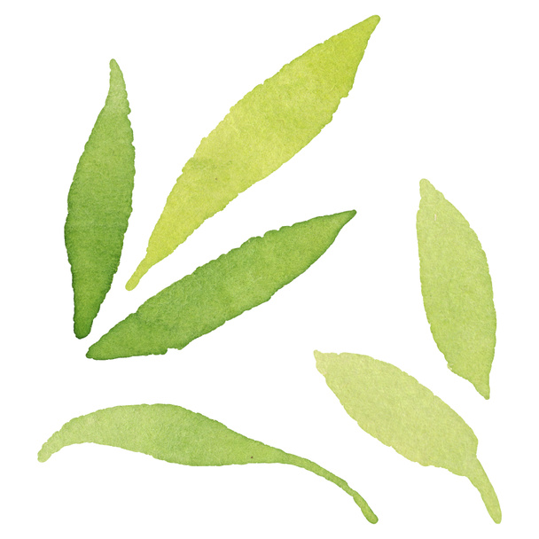 Olive green leaves isolated on white watercolor background illustration elements. - Photo, Image