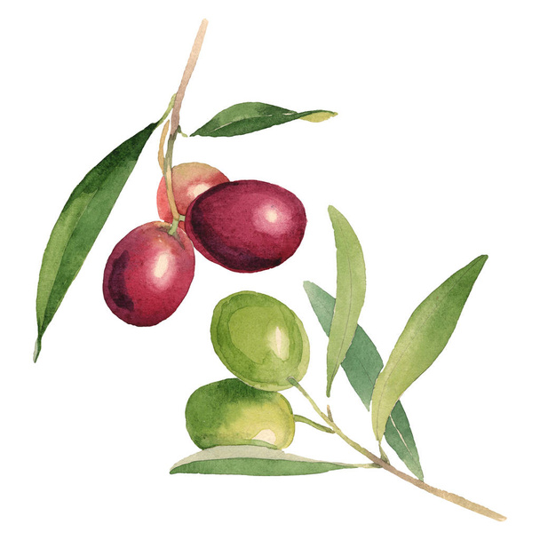 Fresh olives with green leaves isolated on white watercolor background illustration elements - 写真・画像