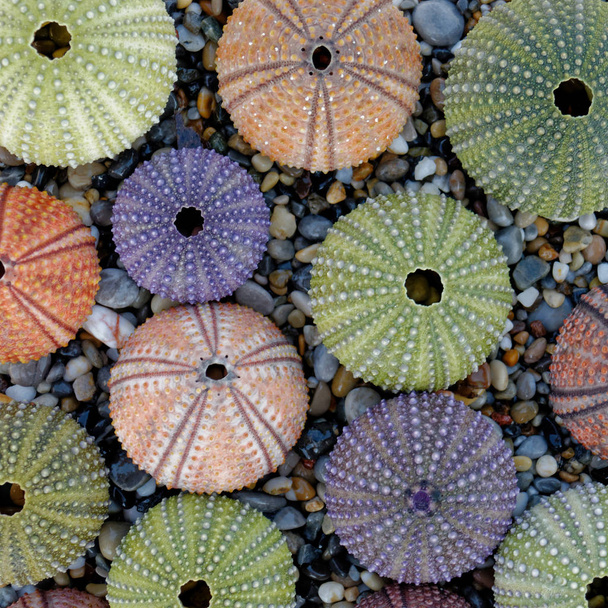 sea urchin shells collection as a natural background - Photo, Image