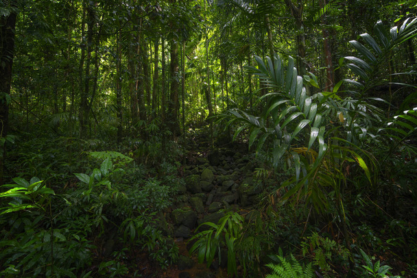 Forêt tropicale humide en Asie
 - Photo, image