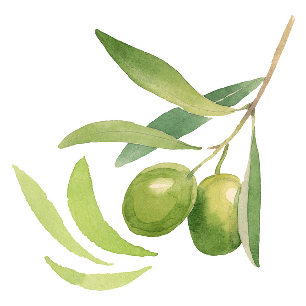 Fresh olives with green leaves isolated on white watercolor background illustration elements - Foto, immagini
