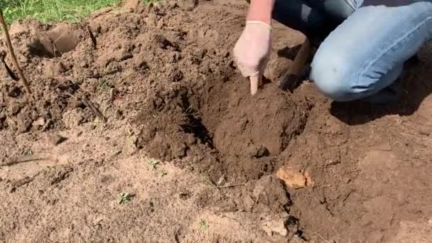 Farmer  in rubber boots digging and flipping soil using shovel and pulling a weed. Agriculture, tillage concept - Footage, Video