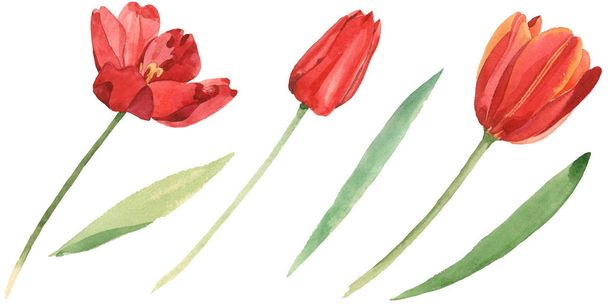 Red tulips with green leaves isolated on white. Watercolor background illustration set.  - Foto, Imagem