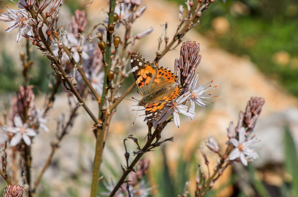 Colourful buterfly sitting on flower in Akamas peninsula national park in Cyprus. Painted lady, also Vanessa cardui enjoys life and now relax on flower - Photo, Image