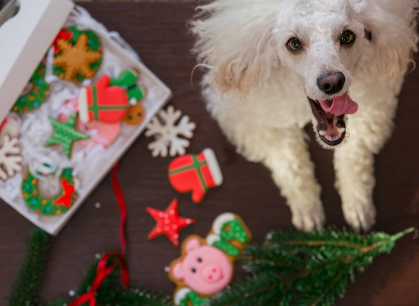 Ein Hundepudel hilft, einen Weihnachtsbaum zu schmücken. Pudel und Weihnachtsdekoration und Süßigkeiten. - Foto, Bild