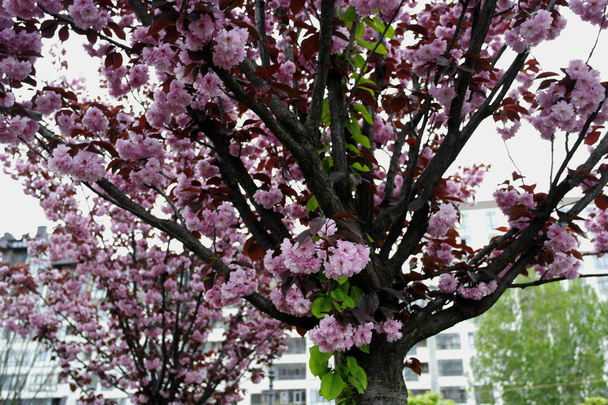 Pflaumenblüten, Pflaumenblüten gegen den Himmel. rosa Blüten. - Foto, Bild