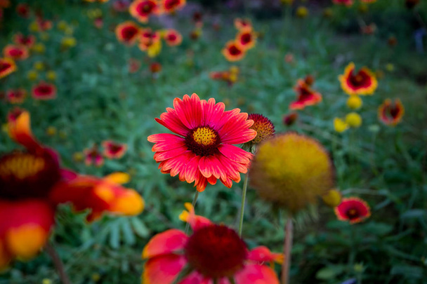 Beautiful red flower. Red daisy. Gergera. - Photo, Image