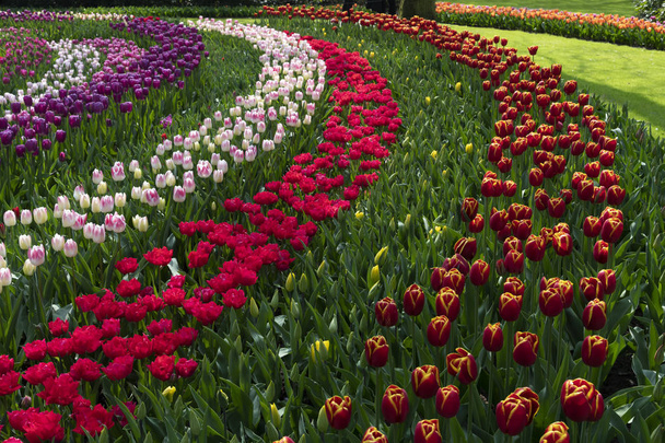 Čisté červené a růžové bílé tulipány v jarní době kvetou pod velmi dobře udržovaný zahradou - Fotografie, Obrázek