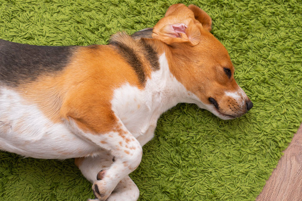 Beagle lying o a green carpet - Foto, Imagem