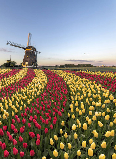 Duo cor vermelho e amarelo tulipas flores florescendo em forma de curva contra moinhos de vento holandeses durante a primavera o aumento
 - Foto, Imagem
