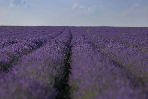 Lavendelblüten duftende Felder in endlosen Reihen. - Foto, Bild
