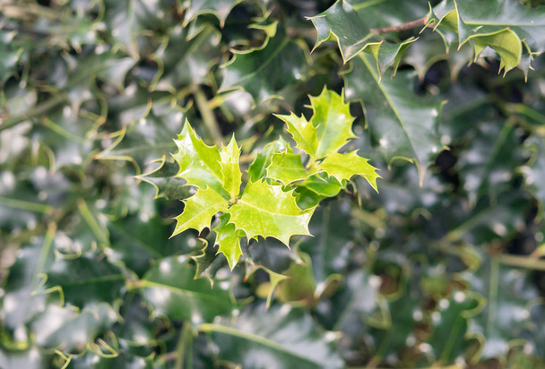 Hojas de acebo creciendo en un árbol de hoja perenne en el invierno. Fondo natural. Aquifoliaceae
 - Foto, Imagen