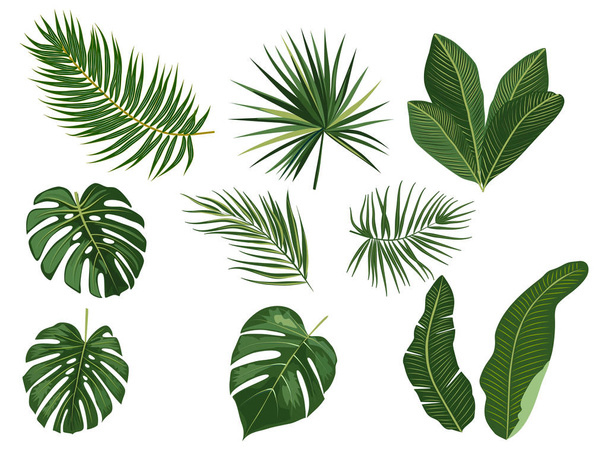 Тропические листья пальмы на белом фоне. - Вектор,изображение