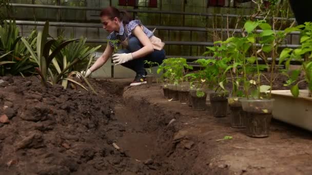 男女の庭師は、温室のオープングラウンドに植える前に苗を選別しています. - 映像、動画
