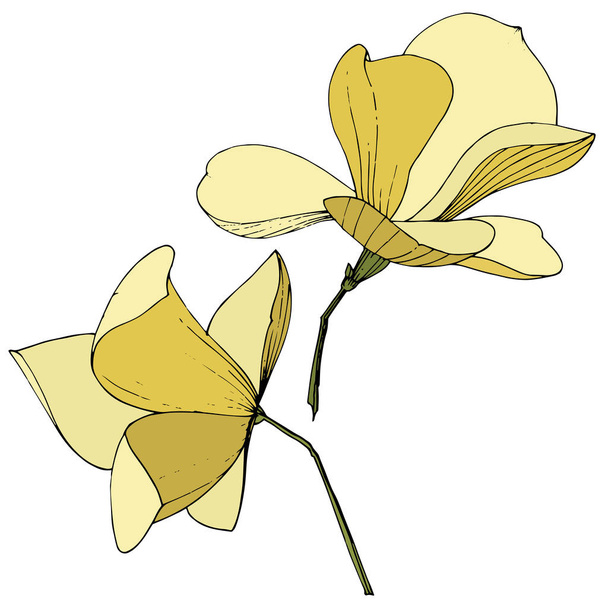 Vector Magnolia foral botanical flowers. Yellow engraved ink art. Isolated magnolia illustration element. - Vektör, Görsel