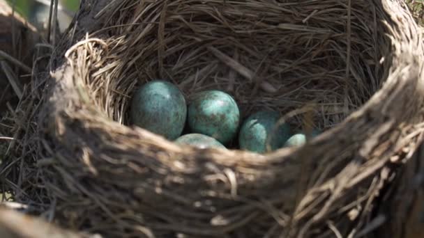 Eggs of a wild thrush lying in the nest with morning sun beaming and flaring on them - Séquence, vidéo