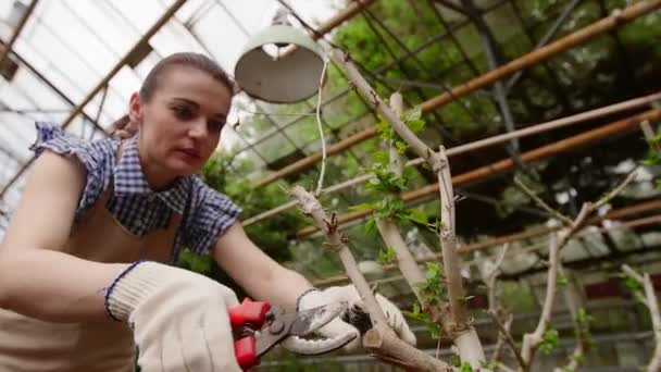 Női kertész metsző ollóval a kezében gondoskodó fa. Kertészkedés az üvegházban. - Felvétel, videó