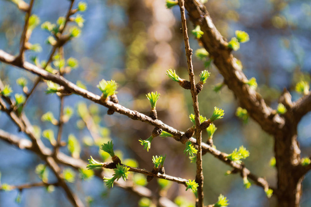 日光の中でカラマツのコニファーの木の緑の枝。ラリックス・デシトゥア・ペンデュラ自然な春の背景 - 写真・画像