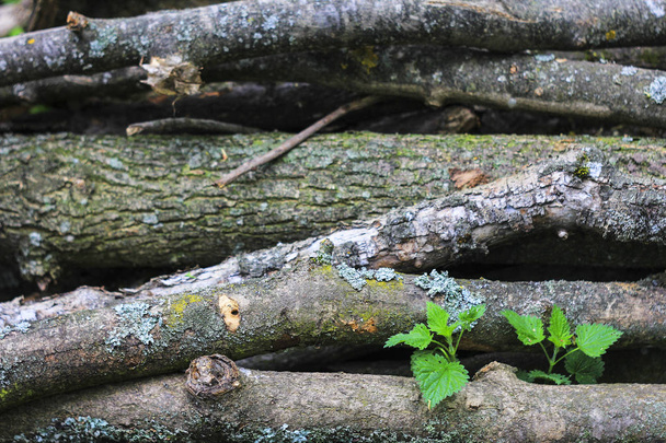 Texture naturelle en bois
. - Photo, image