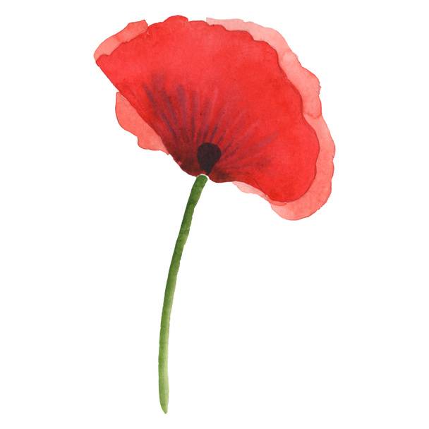 Red poppy isolated on white. Watercolor background illustration element. - 写真・画像