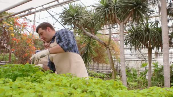 2人のプロの庭師が温室で芽や苗の世話をしている、手をクローズアップ. - 映像、動画