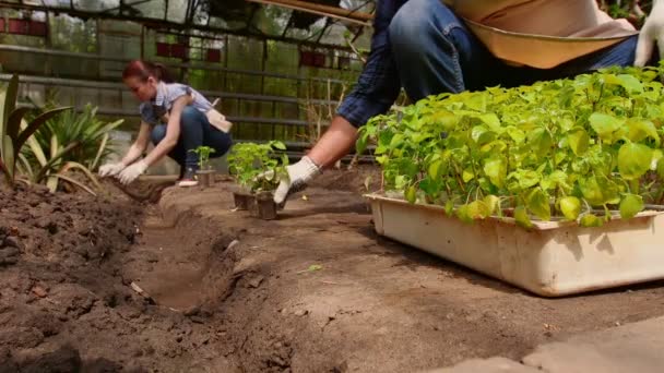 El hombre y la mujer jardineros están clasificando las plántulas antes de plantar en campo abierto en invernadero
. - Metraje, vídeo