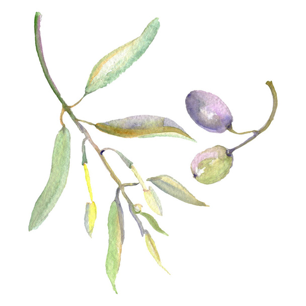 Olivenzweige mit grünen Früchten und Blättern. Aquarell Hintergrund Illustration Set.  - Foto, Bild
