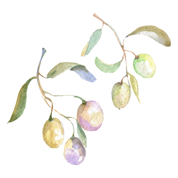 Olive branches with green fruit and leaves. Watercolor background illustration set.  - Photo, Image