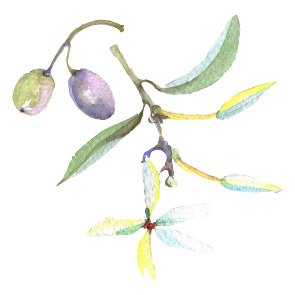Olive branches with green fruit and leaves. Watercolor background illustration set.  - Foto, Imagem