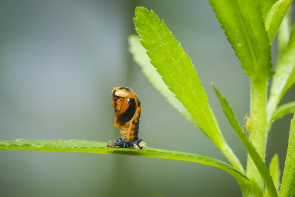 Ladybug larva insect closeup - Photo, Image