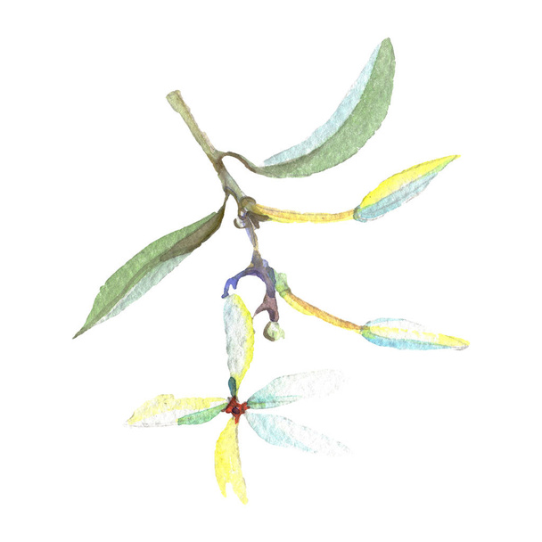 Gałązka oliwna z zielonych liści wyizolowanych na biało. Akwarela ilustracja tło zestaw.  - Zdjęcie, obraz