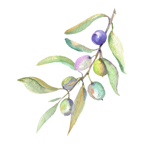Olive branch with green fruit and leaves isolated on white. Watercolor background illustration set.  - Foto, afbeelding