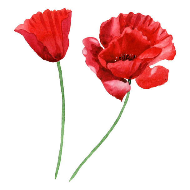 Red poppies isolated on white. Watercolor background illustration set. - Fotografie, Obrázek