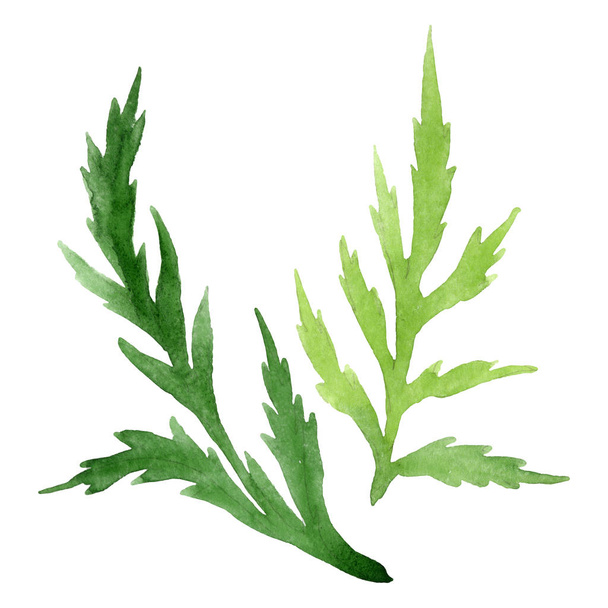Poppy green leaves isolated on white. Watercolor background illustration set.  - Fotó, kép