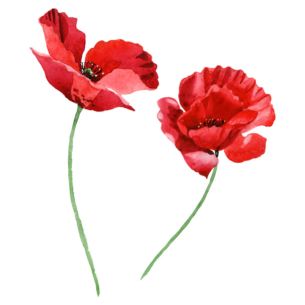 Red poppies isolated on white. Watercolor background illustration set. - Foto, Imagen