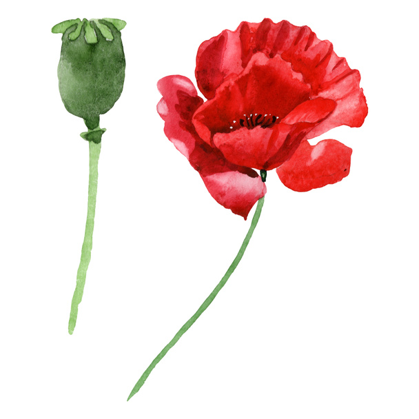 Red poppy flower with green bud isolated on white. Watercolor background illustration set.  - Foto, Imagem