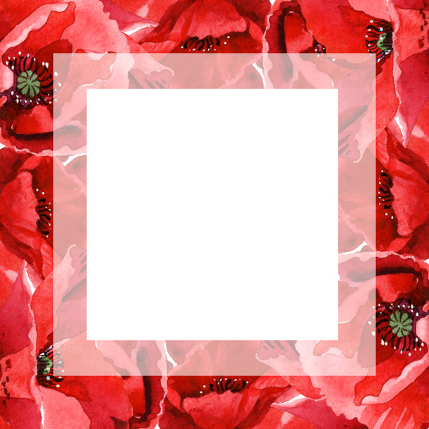 Red poppies isolated on white. Watercolor background illustration set. Frame ornament with copy space. - Φωτογραφία, εικόνα