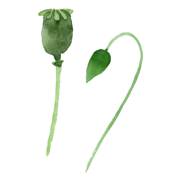 Green poppy buds isolated on white. Watercolor background illustration set.  - Photo, Image