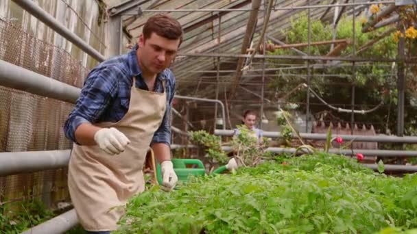 Arbeiter im Gewächshaus, Agronomin mit Tablette inspiziert Setzlinge, Mann Gärtner gießt Pflanzen. - Filmmaterial, Video