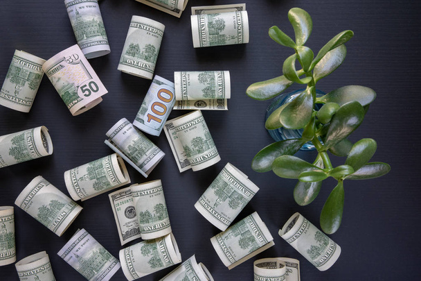 One hundred dollar bills are scattered on a black background, the US currency and the green young sprout - 写真・画像