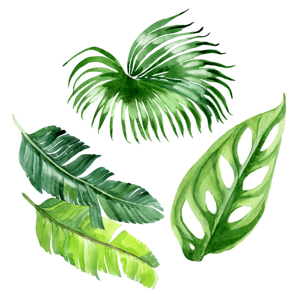 Exotic tropical hawaiian palm tree leaves isolated on white. Watercolor background illustration set.  - Fotoğraf, Görsel