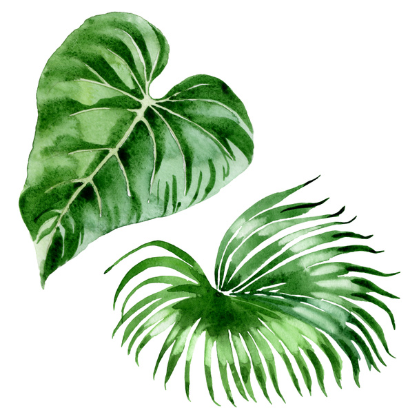 Hojas exóticas de palmera hawaiana tropical aisladas en blanco. Acuarela fondo ilustración conjunto
.  - Foto, imagen