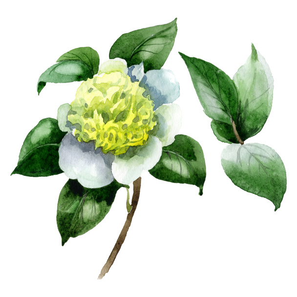 White camellia flower with green leaves isolated on white. Watercolor background set. - Foto, Imagem