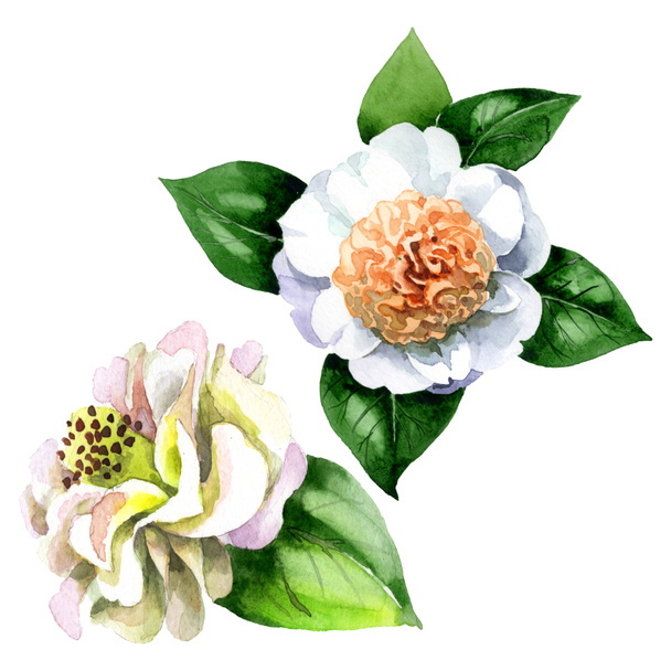 White camellia flowers with green leaves isolated on white. Watercolor background set. - Photo, Image