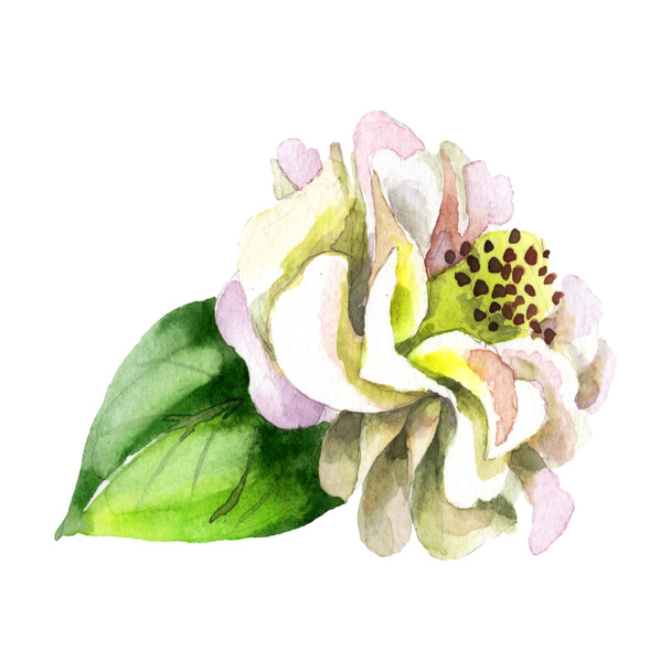 White camellia flower with green leaf isolated on white. Watercolor background set. - Foto, Bild