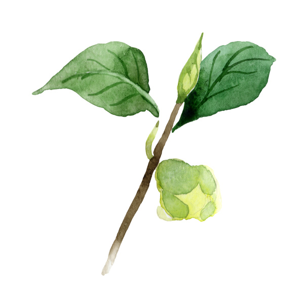 Camellia bud with green leaves isolated on white. Watercolor background set. - Zdjęcie, obraz