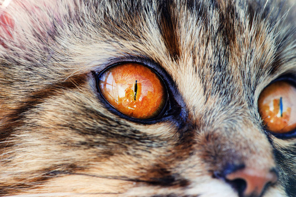 Suloinen kissa, hyvin leikkisä, keltaiset silmät
 - Valokuva, kuva