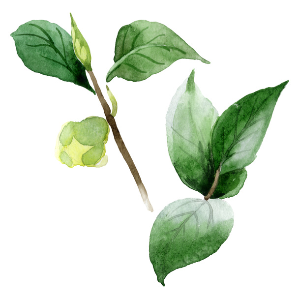 Camellia bud with green leaves isolated on white. Watercolor background set. - 写真・画像